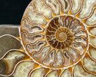 Polished Ammonite Pair - Agatized #12627-4